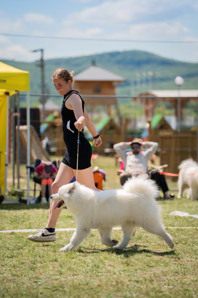 Samojed klub SK – Open