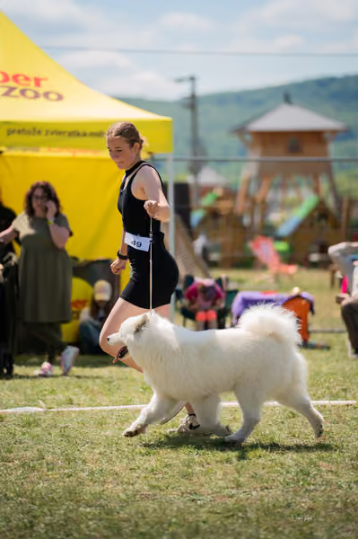 Samojed klub SK – Open