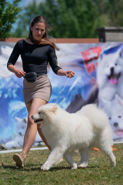 Samojed klub SK – Open