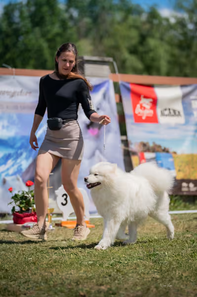 Samojed klub SK – Open