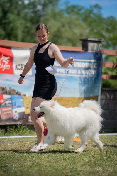 Samojed klub SK – Open