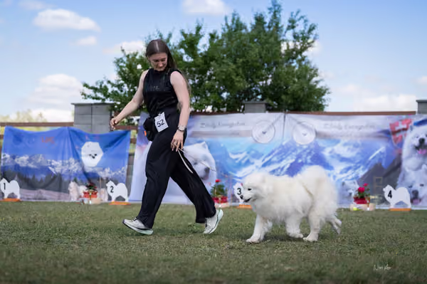 Samojed klub SK – Open