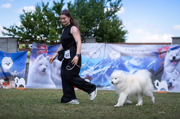 Samojed klub SK – Open