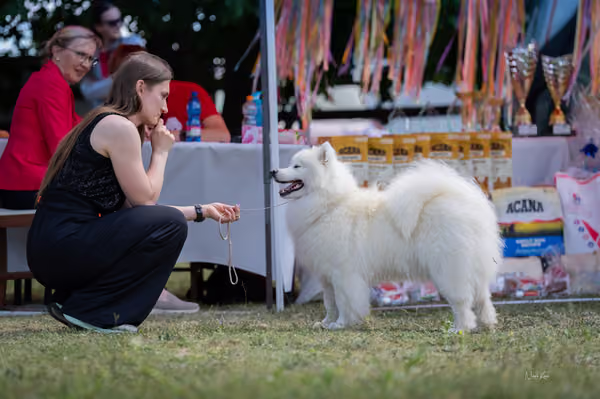 Samojed klub SK – Open