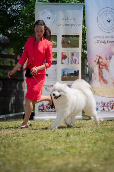 Samojed klub SK – Open