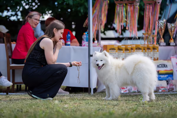Samojed klub SK – Open
