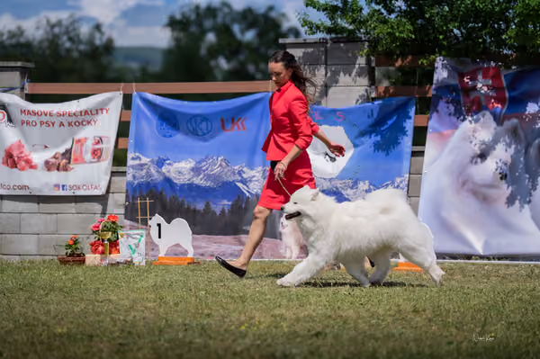Samojed klub SK – Open