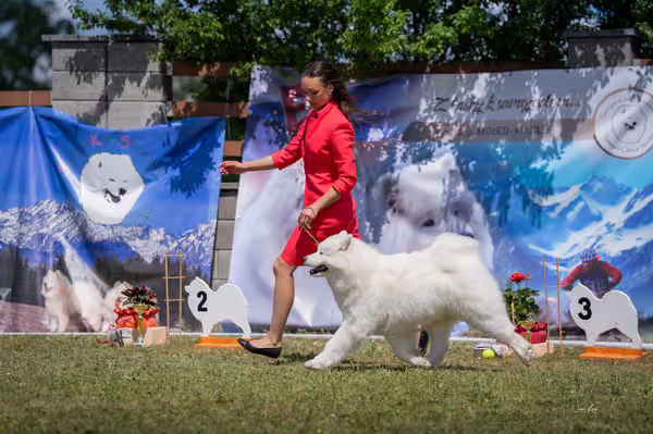 Samojed klub SK – Open