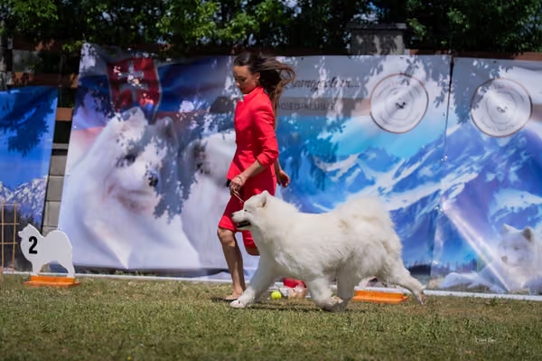 Samojed klub SK – Open