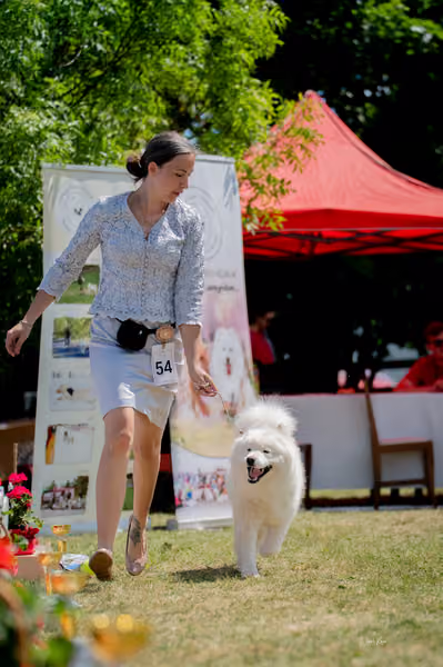 Samojed klub SK – Open