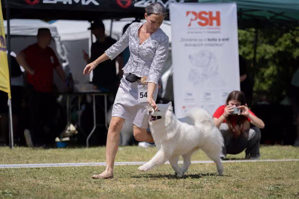 Samojed klub SK – Open