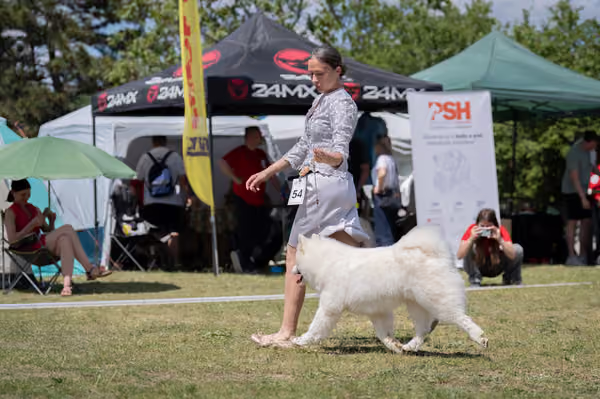 Samojed klub SK – Open