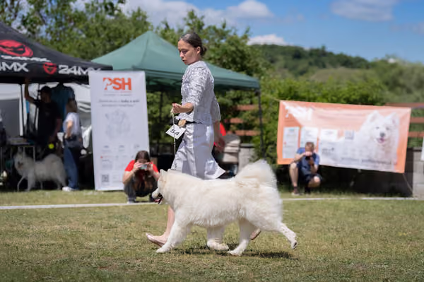 Samojed klub SK – Open