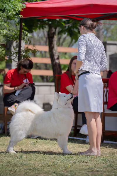 Samojed klub SK – Open