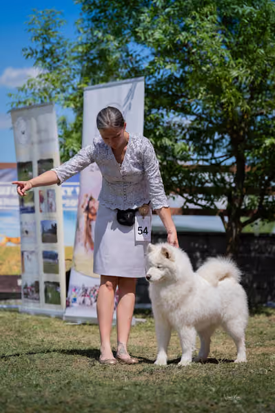 Samojed klub SK – Open