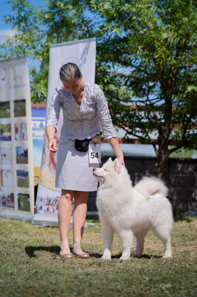 Samojed klub SK – Open