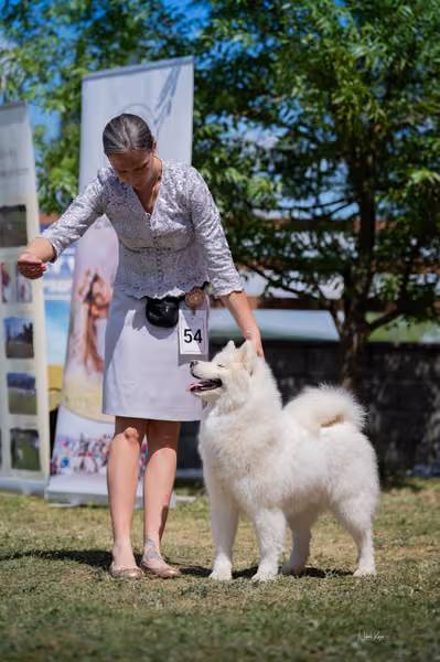 Samojed klub SK – Open
