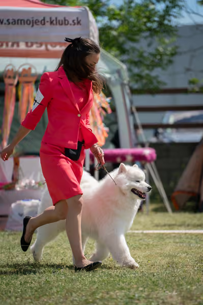 Samojed klub SK – Open