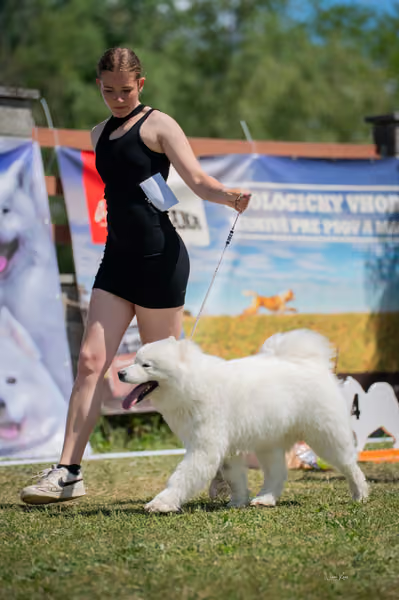 Samojed klub SK – Open
