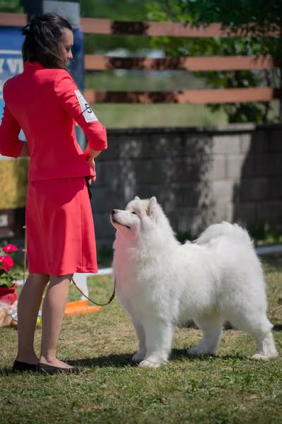 Samojed klub SK – Open