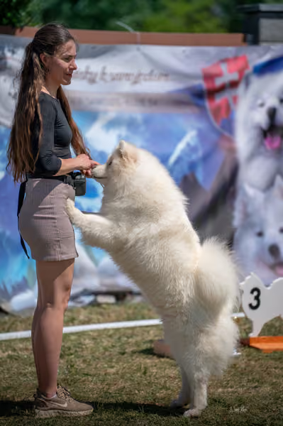 Samojed klub SK – Open