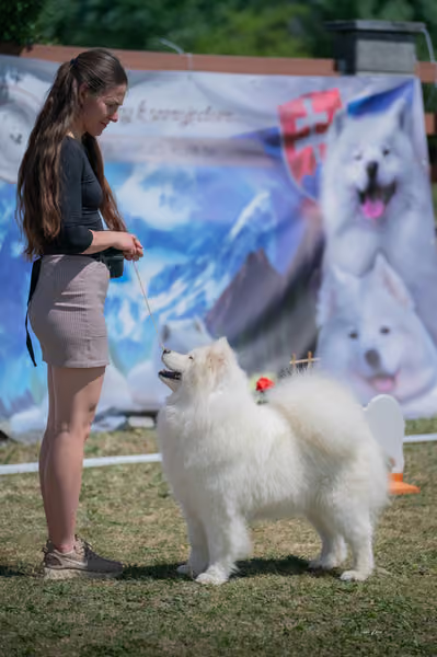 Samojed klub SK – Open