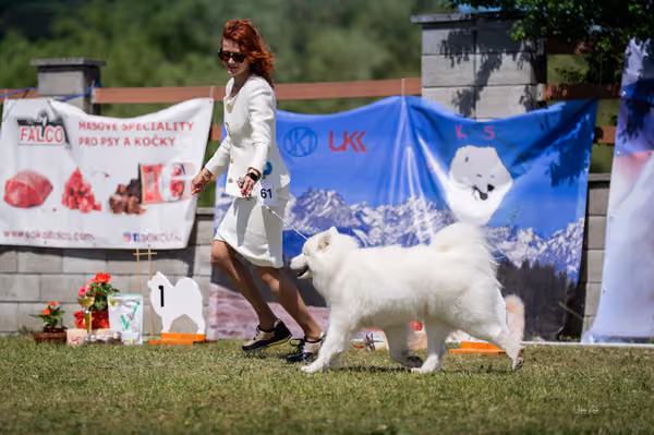 Samojed klub SK – Open