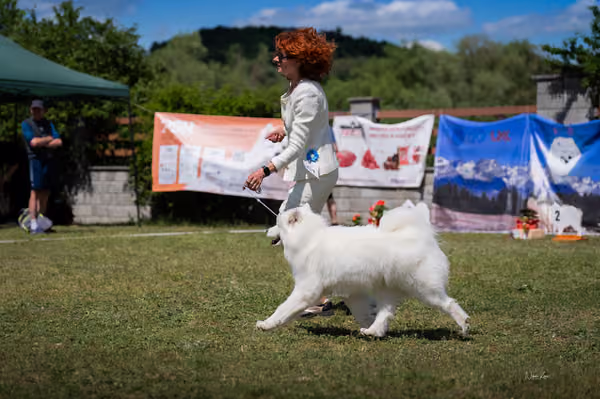 Samojed klub SK – Open