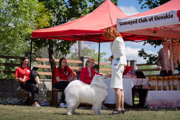Samojed klub SK – Open
