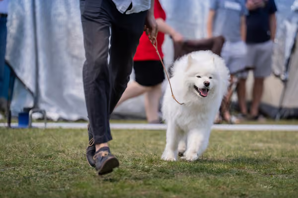 Samojed klub SK – Open