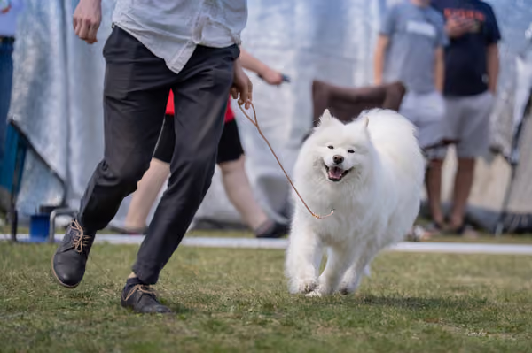 Samojed klub SK – Open