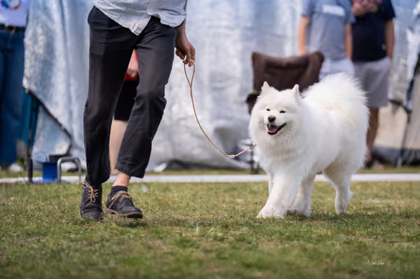 Samojed klub SK – Open