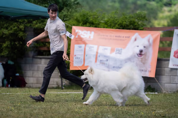 Samojed klub SK – Open