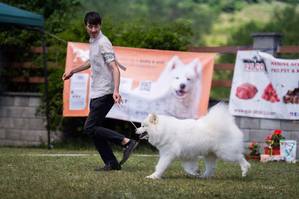 Samojed klub SK – Open