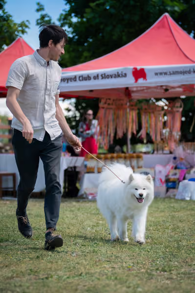 Samojed klub SK – Open