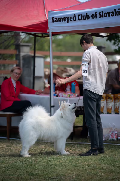 Samojed klub SK – Open