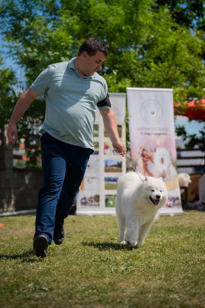 Samojed klub SK – Open