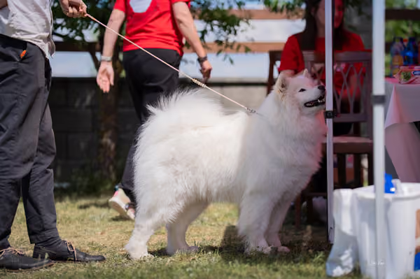 Samojed klub SK – Open