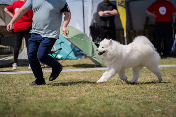 Samojed klub SK – Open