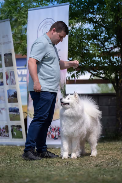 Samojed klub SK – Open