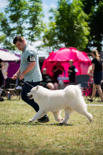 Samojed klub SK – Open