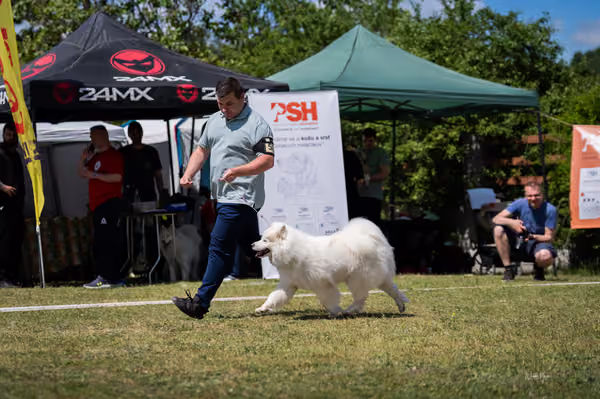 Samojed klub SK – Open