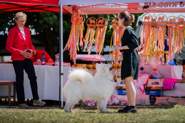 Samojed klub SK – Open