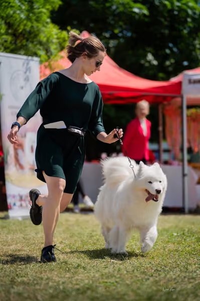 Samojed klub SK – Open