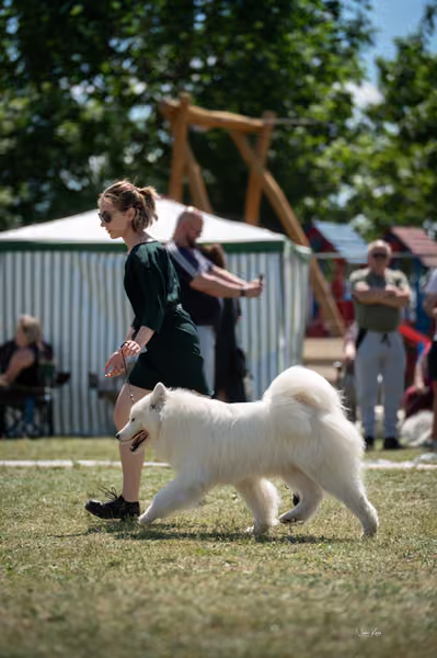 Samojed klub SK – Open