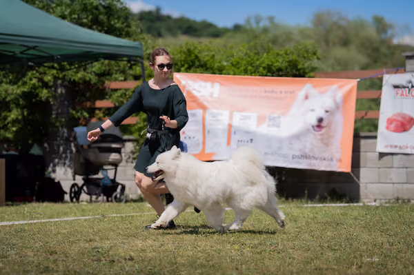 Samojed klub SK – Open