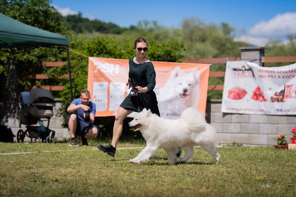 Samojed klub SK – Open