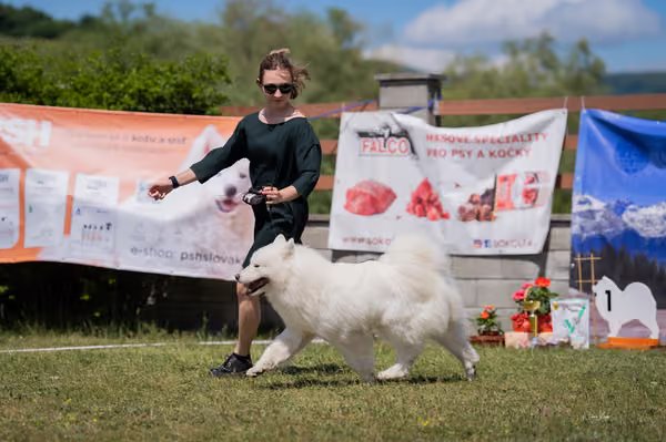 Samojed klub SK – Open