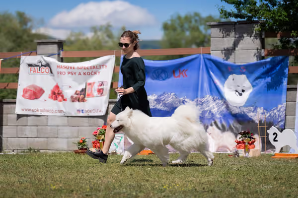 Samojed klub SK – Open