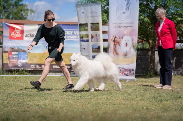 Samojed klub SK – Open
